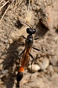David Plant Photography - Wildlife Photography - Red-banded sand wasp, Ammophila sabulosa - B